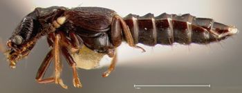 Media type: image;   Entomology 27484 Aspect: habitus lateral view